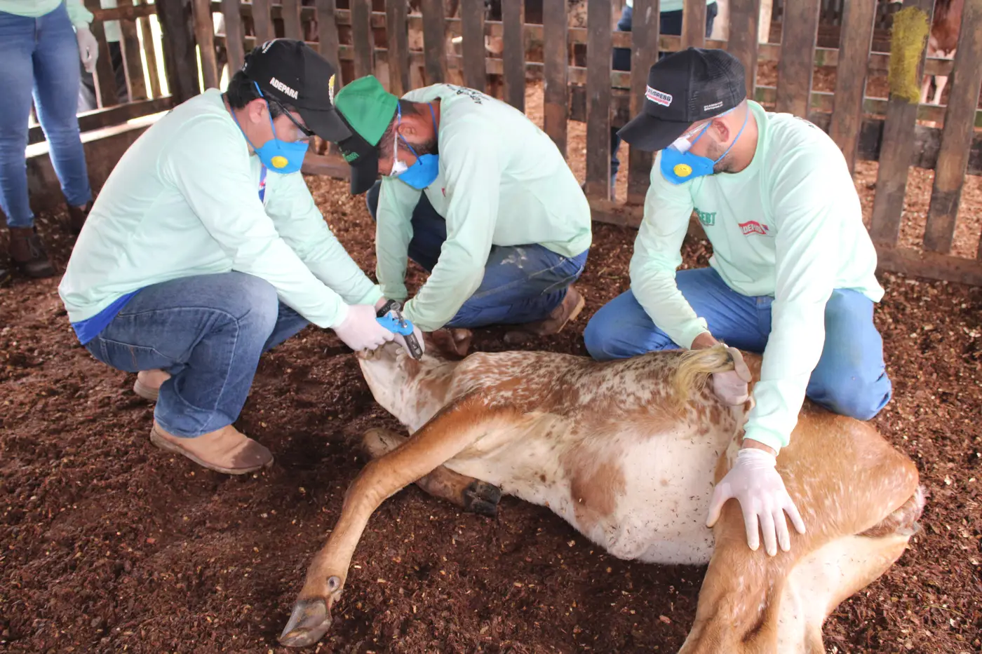 ADEPÁRÁ ABRE PERÍODO DE ATUALIZAÇÃO CADASTRAL PARA VETERINÁRIOS NO CONTROLE DA BRUCELOSE