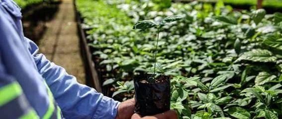 HYDRO AVANÇA NA RESTAURAÇÃO AMBIENTAL E REFORÇA COMPROMISSO COM A DESCARBONIZAÇÃO NO PARÁ