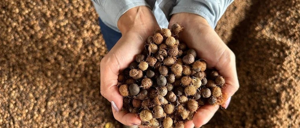 CAROÇO DE AÇAÍ VIRA BIOFERTILIZANTE E ABRE NOVAS OPORTUNIDADES DE RENDA NO PARÁ